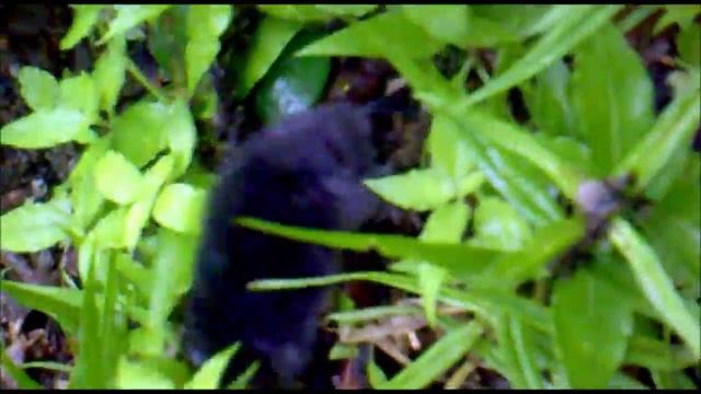 КАК ВЫГЛЯДИТ КРОТ. КРОТ ПЕРЕДВИГАЕТСЯ ПО ПОВЕРХНОСТИ ЗЕМЛИ / Looks like a mole #19 смотреть онлайн