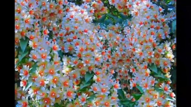 PERESKIA ACULEATA ORA PRO NÓBIS | FLOR BRANCA | CURIOSIDADES SOBRE A PLANTA смотреть онлайн