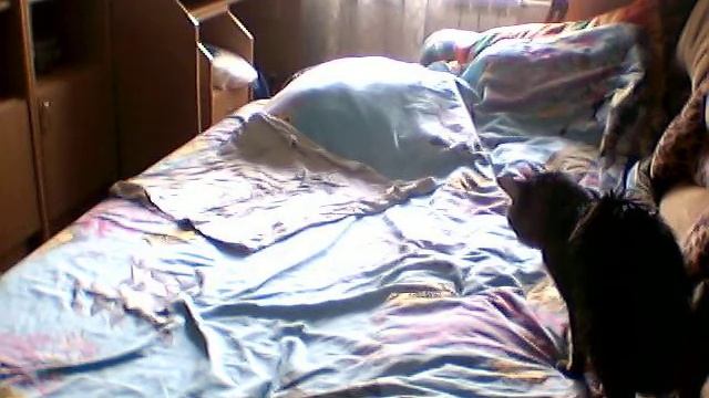Тиша пометил мой диван! смотреть онлайн