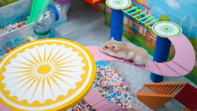 Hamster Escapes The Awesome Maze With Pool & Waterpark смотреть онлайн