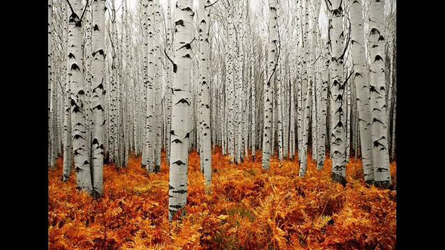 Birkenlied - Pyatnitsky Choir / Volkschor береза - народный хор Пятницкого смотреть онлайн