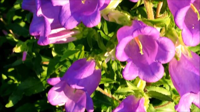 ❧✿🌺My lovely Canterbury Campunella bell flowers,purple,white and lavender colors 🌺✿❧ смотреть онлайн