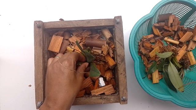 Como replantar Dendrobium agregatum смотреть онлайн