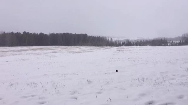 Охота на зайца. Слабонервным не смотреть. смотреть онлайн