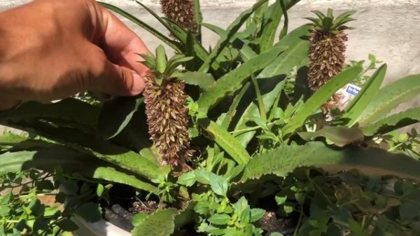 Эукомисы в саду! Eucomis in garden