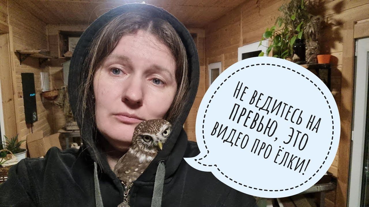 Сыч Лучик мешает мне показывать ёлки! Что я привезла из Москвы? Не то, что надо сове