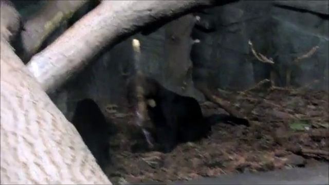 Любимые животные зоопарка 28.10.17г. смотреть онлайн