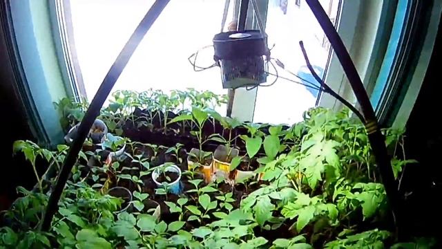 Рассада 30 дней, досвет смотреть онлайн