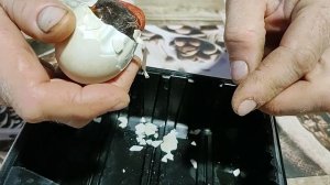 Замершее яйцо индоутки. Взгляд изнутри