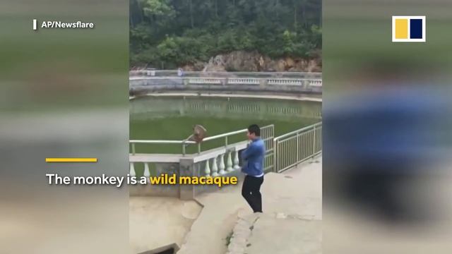 Monkey takes revenge after being pushed into pond смотреть онлайн