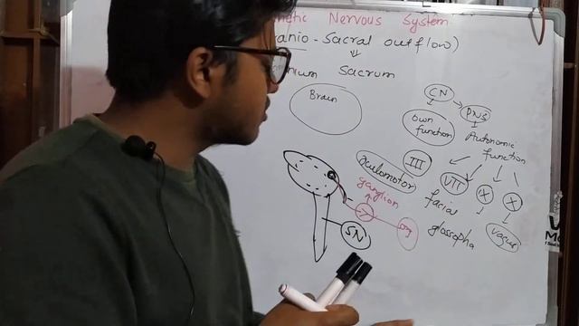 Parasympathetic Nervous System / Difference between Parasympathetic and Sympathetic Nervous System смотреть онлайн