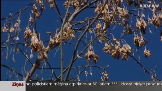 Птицы возвращаются в Латвию. смотреть онлайн