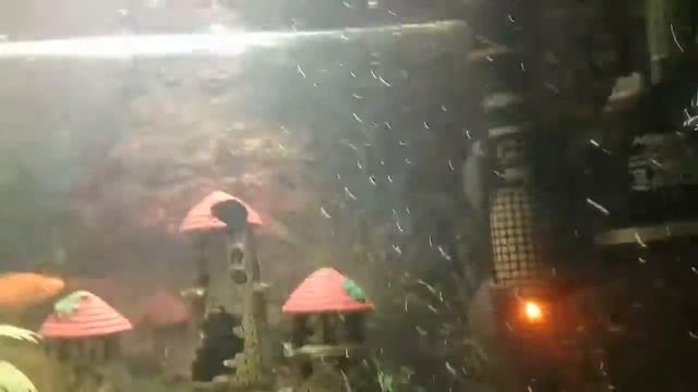 Жизни рыб смотреть онлайн