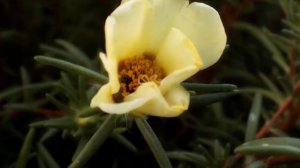 Видеофон - Весна, Лето, Природа, Цветы