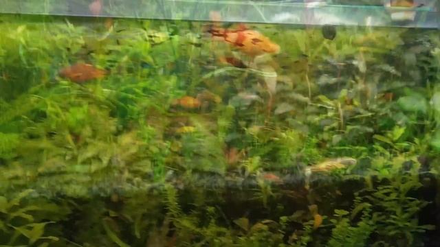 Аквариум на земле. Год содержания без подмен. Обзор и выводы. смотреть онлайн