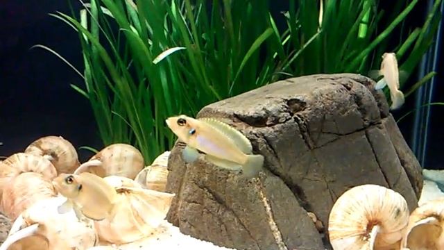 Ракушечник 7,5G на рабочем столе смотреть онлайн