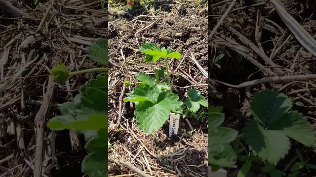 Зенга Зенгана ???? Неделя после пересадки в грунт. смотреть онлайн