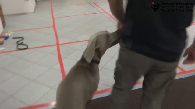 Камо и веймаранер Хантер. Занятие по дрессировке. Тольятти, 5 июня 2020. смотреть онлайн