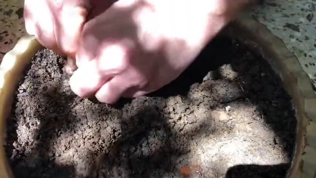 How to plant avocado seeds. Don’t throw the seed, turn them into trees in your terrace, Part one (1 смотреть онлайн