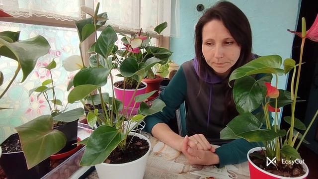 Антуріуми з уцінки після пересадки. Умови для успішного вирощування, догляд. смотреть онлайн