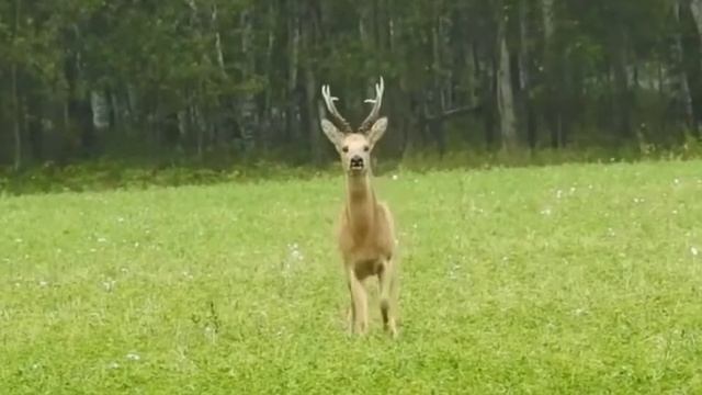 Самец Косули. Лай козла смотреть онлайн