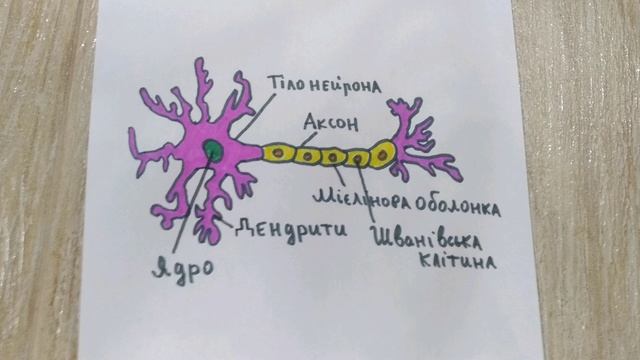 Проект з біології ТКАНИНИ ЛЮДИНИ смотреть онлайн