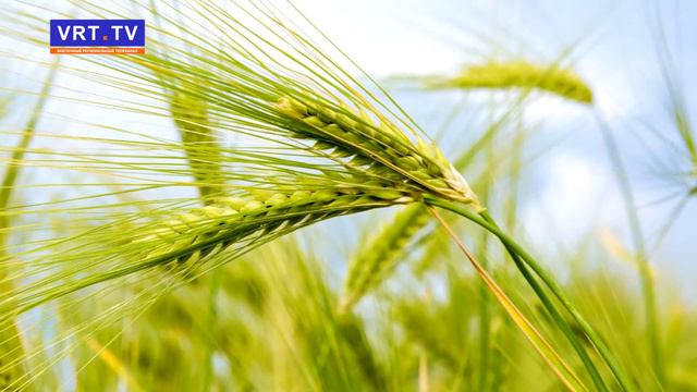 Цены не сахар! Какие продукты могут подорожать в ближайшее время и почему? смотреть онлайн