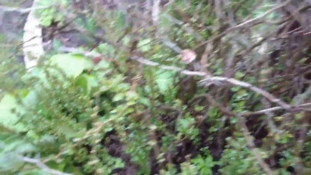 Видео-позитив с Владом! Гуляем по саду! Ликвидируем засор! Пересаживаем растения! смотреть онлайн