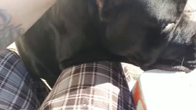 10 Family Dogs That Protect You With Their Life смотреть онлайн