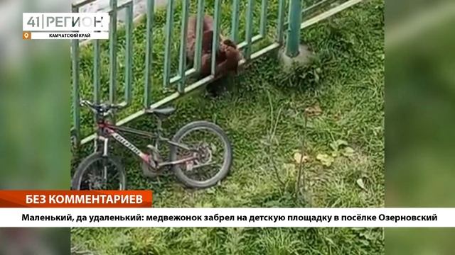 •Маленький, да удаленький: медвежонок забрел на детскую площадку в посёлке Озерновский• смотреть онлайн