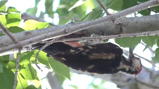 КОКТЕБЕЛЬ 2021, ЧАСТЬ ВТОРАЯ, КРЫМСКИЕ ПРИКЛЮЧЕНИЯ, РЫБАЛКА МОРСКАЯ смотреть онлайн