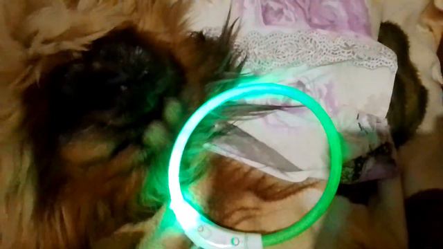 Заказала Гамлету подарок, но пришло не то🥺 смотреть онлайн