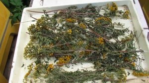 июль на пасеке - на 4 сутки осыпалось 44 клеща Варроа от запаха пижмы помещенной в улей.mp4