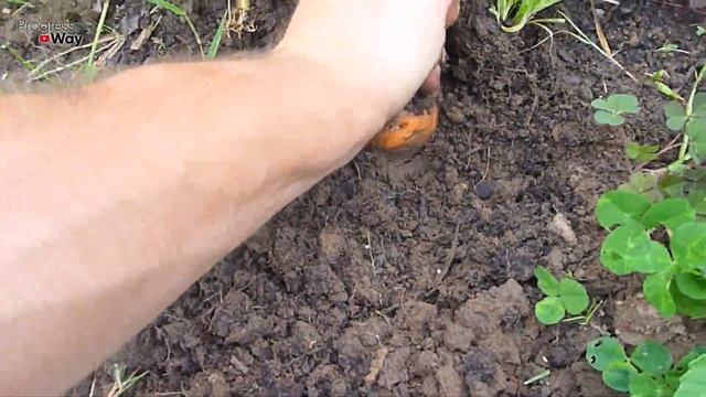 Сделайте Это С Морковью В Июле Августе Для Супер Богатого Урожая! Подкормка И Уход За Морковью Лето смотреть онлайн