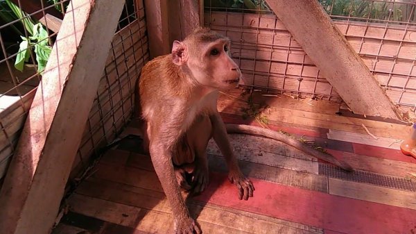 Маленький голожопик