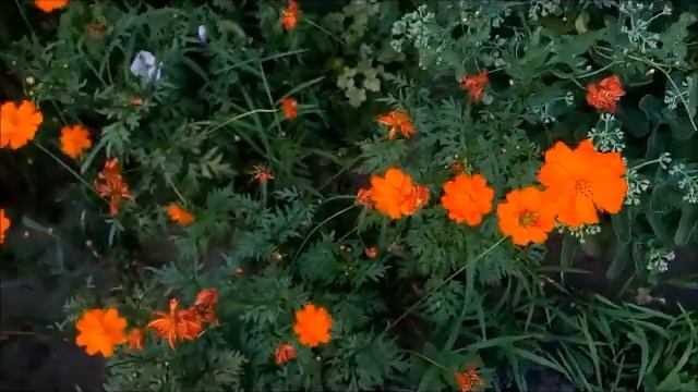 Декоративный цветок Космея серно-жёлтая Decorative flower Kosmeya sulfur-yellow 装饰花 硫黄 装飾花コスメヤ硫黄黄色 смотреть онлайн