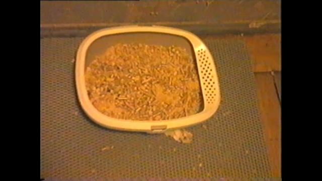 Репортаж из квартиры на Пейсах (часть 4) смотреть онлайн
