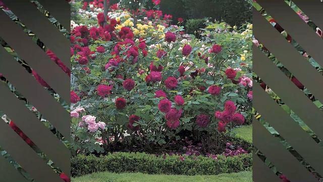 Falstaff Rose /#Roses смотреть онлайн