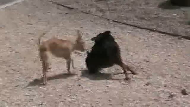 CHIHUAHUA / PINCHER смотреть онлайн