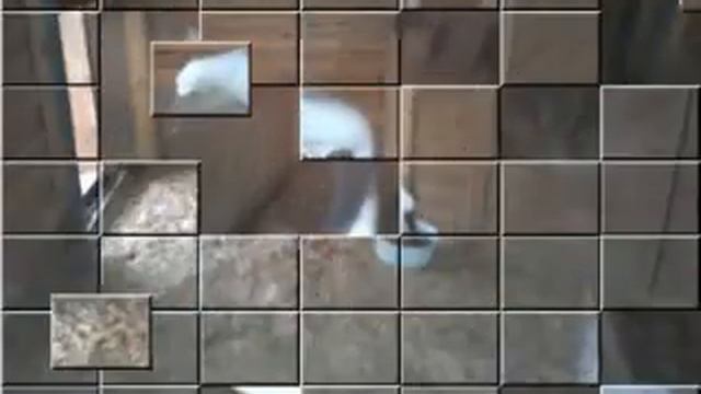 Ярославский зоопарк смотреть онлайн