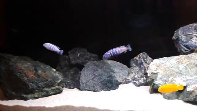 Pseudotropheus saulosi i Iodotropheus sprengerae смотреть онлайн