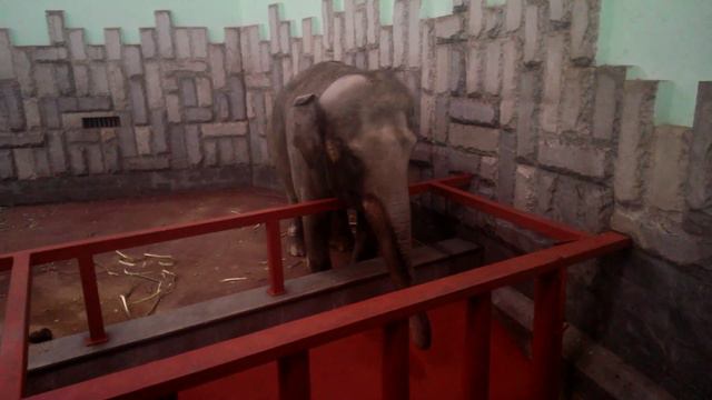 Немец офигевает в России - E395 - Екатеринбург - день 13 - видео 48 - зоопарк - грустный слоник смотреть онлайн