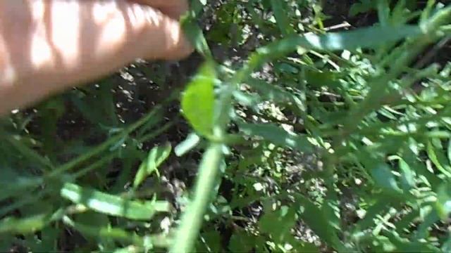 Лаванда, спиреи и лох серебристый после обрезки смотреть онлайн