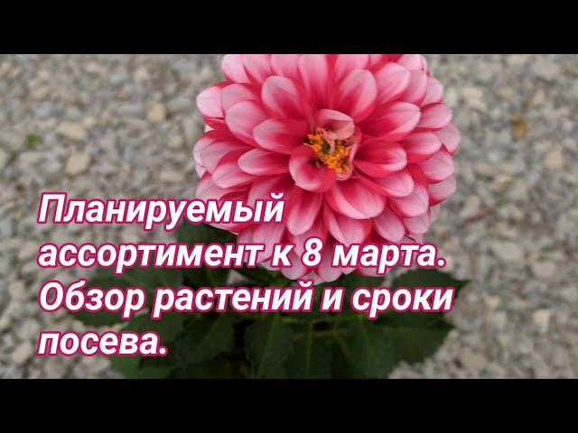 Ассортимент растений к 8 марта 2020 года. План и обзор растений в сентябре. смотреть онлайн