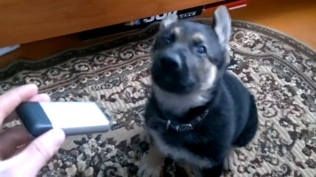 Щенок и телефон) смотреть онлайн