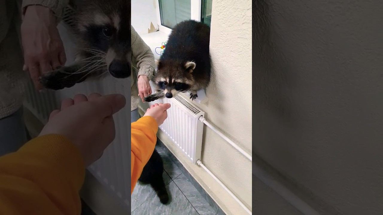 ▷Енотик дает пять◁ смотреть онлайн