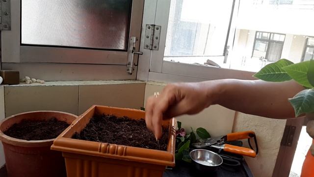 How to grow poinsettia by cuttings | multiply poinsettia | poinsettia propagation | poinsettia смотреть онлайн