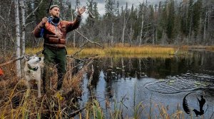 ОХОТА, РЫБАЛКА,БРАКОНЬЕРЫ СТРЕЛЯЛИ ЛОСЯ. МЕДВЕДИ ВЕРНУЛИСЬ.