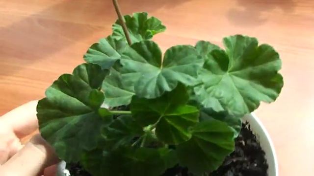 Jackpot Wild Rose пеларгония смотреть онлайн