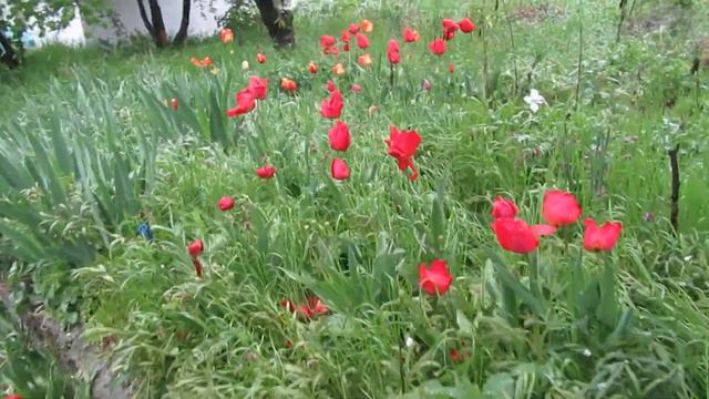 Снег в Крыму 23,04,2017 смотреть онлайн